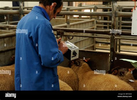 sheep eid identification